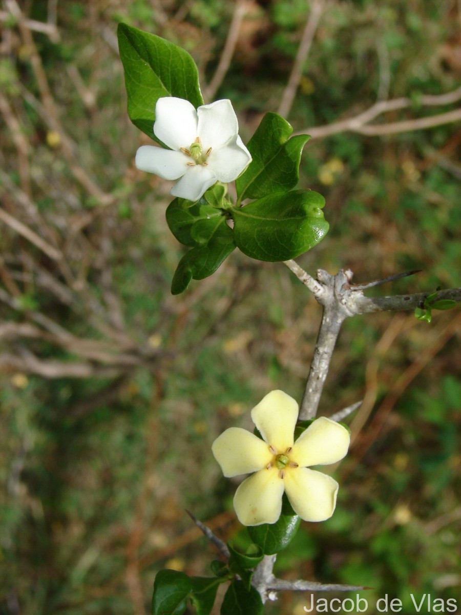 Catunaregam spinosa (Thunb.) Tirveng.